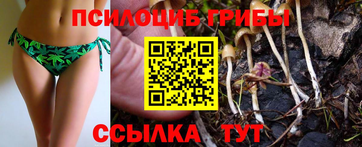 Псилоцибиновые грибы Psilocybe Волхов